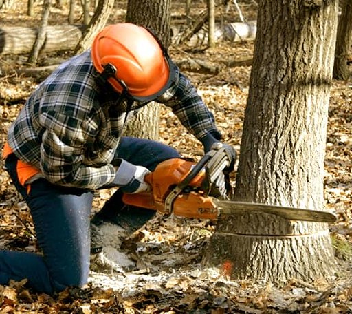 Tree Removal in Lone Grove, OK